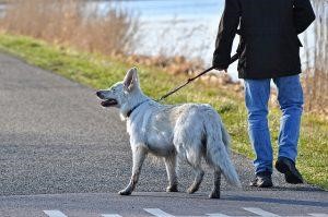 A person helping seniors during the COVID-19 pandemic by taking a dog for a walk